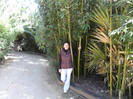 printre bambusi