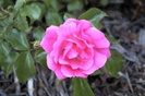 trandafir-heidetraum