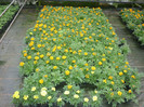 tagetes