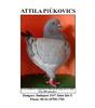 ATTILA PIUKOVICS