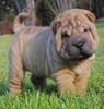 shar-pei