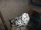 DSCF0386