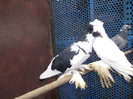 DSCF0391