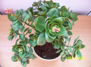 kalanchoe