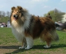 rasa collie