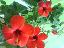 DSC07013