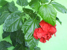 DSC07018