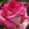 trandafirul_1ka22381d0c4