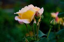 trandafir-galben-14845x500