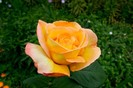 trandafir-9100x500