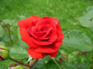Floare+trandafir+rosu+intens+2