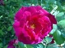 floare_maces_trandafir_muscat_salbatic
