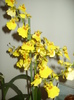 Oncidium in ian 2012