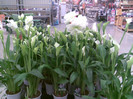 coltul ALB . Cale si Amaryllis