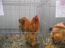 DSCF1378