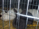Picture 049