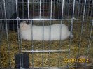 Picture 050