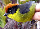 cool-birds-5_large
