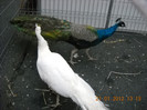 DSCN3559
