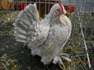 DSCN3602