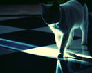 Cat_by_jennifah