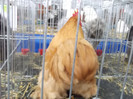 DSCF1565