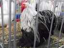 DSCF1567