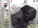 DSCF1568
