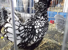 DSCF1571