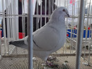 DSCF1629