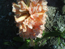DSC01777
