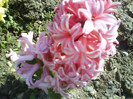 DSC01779