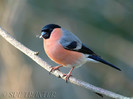Bullfinch