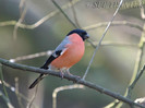 Bullfinch1