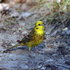 emberiza_citrinella_ak3813