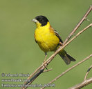 emberiza_melanocephala_dc8949
