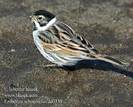 emberiza_schoeniclus_da0339