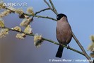 Female-bullfinch-