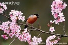 Male-bullfinch-calling