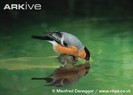 Male-bullfinch-drinking