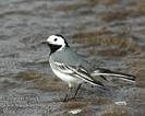 motacilla_alba_da0283