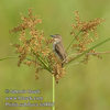 prinia_subflava_fe0007