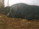 Image0861