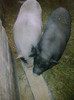 Image0886