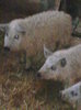 Image0889