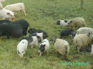 PICT0037