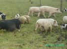 PICT0038