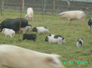 PICT0041
