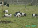 PICT0042