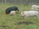 PICT0046